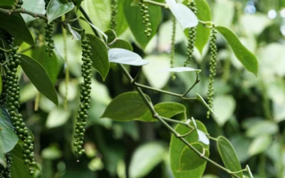 Black Pepper – The King of Spices and Why Your Body Needs It