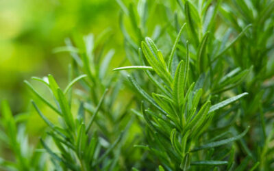 The Herb That Sharpens Your Mind and Heals Your Body